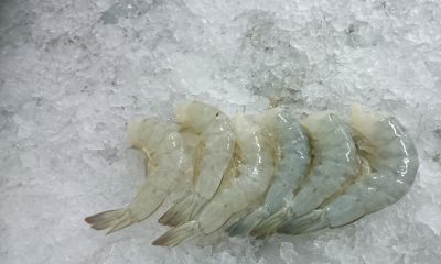 Frozen Vannamei Prawn HLSO